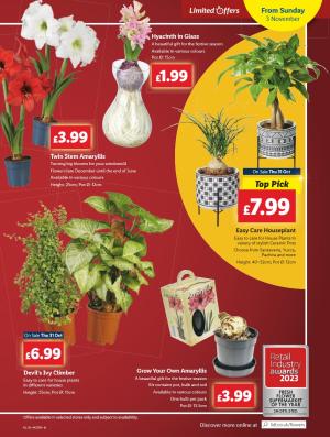 Lidl's Festive Plants & Flowers Collection - Starting November 3